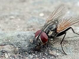 Erwachsene Haus fliegen von das Spezies Musca domestica foto