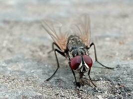 Erwachsene Haus fliegen von das Spezies Musca domestica foto