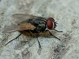 Erwachsene Haus fliegen von das Spezies Musca domestica foto