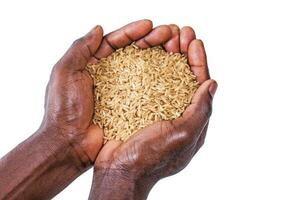 ein schließen oben von Hände halten Reis, isoliert Über Weiß Hintergrund foto