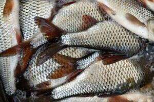 frisch Fluss Fisch Nahansicht. gefangen Fisch. foto