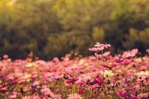 Gruppe von Kosmos Blume Feld im das Garten. Kosmos sind jährlich Blumen mit bunt, gänseblümchenartig Blumen Das sitzen oben auf lang, schlank Stiele. foto