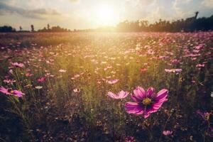 das schön Sonnenuntergang Über das Kosmos Blumen Feld im Chiang Rai Provinz, Thailand. foto