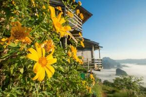 das Gelb Mexikaner Sonnenblumen Wachstum im phu Lunge ka Wald Park im Winter Jahreszeit von Phayao Provinz von Thailand. foto