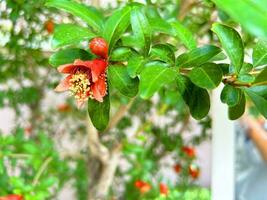 Granatapfel Baum mit Blumen, Granatapfel Hintergrund foto