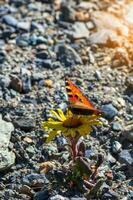 Schmetterling auf ein Blume. hell imago aglais Urticae, klein Schildpatt Schmetterling auf ein Berg Gelb Blume, schließen hoch. foto