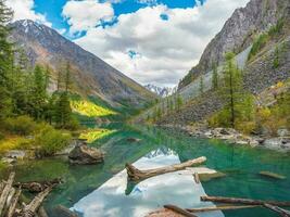 Türkis Wasser Schwimmbad auf ein Berg See mit schwebend Stämme von gefallen Bäume. tolle klar Berg See im Wald unter Tanne Bäume im klar sonnig Tag. Schawlin See, Altai. foto