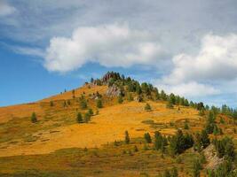 hell bunt Berg Landschaft mit ein Kegel Hang im golden Sonnenlicht im Herbst. Berg Plateau mit ein Zwerg Birke und Zeder Wald von das sonnendurchflutet Berghang unter Blau wolkig Himmel. foto