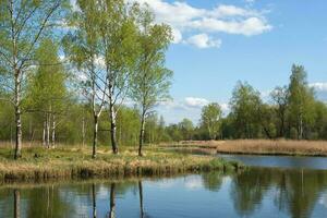 schön Frühling Landschaft mit Birken durch das Teich foto