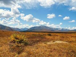 sonnig bunt Berg Landschaft mit ein Prärie im golden Sonnenlicht im Herbst im Pastell- Farben. Berg Plateau mit ein Zwerg Birke von das rot Farbe von das sonnendurchflutet Berghang. foto