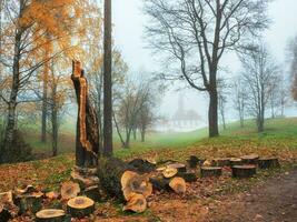 alt Baum gebrochen durch das Wind war gesägt zum Verfügung im das nebelig Herbst Park. Reinigung von das Park im Herbst. foto