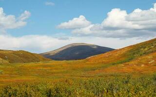 Panorama- bunt Berg Landschaft mit ein schräg Hang im golden Sonnenlicht im Herbst im Pastell- Farben. Berg Plateau mit ein Zwerg Birke von das rot Farbe von das sonnendurchflutet Berghang. foto