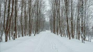 Panorama- Aussicht von leeren Gasse im ein schneebedeckt Winter Wald. Winter natürlich Hintergrund. foto