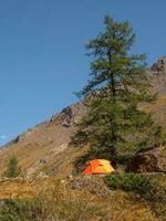 genial Herbst Camping im oben von Berg. einsam Orange Zelt auf ein Berg Steigung durch ein groß Lärche Baum.Tourismus Konzept Abenteuer Reise draussen. Vertikale Sicht. foto