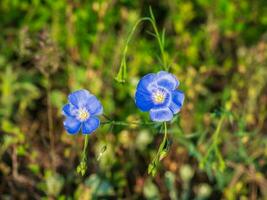 Flachs Blumen auf ein Grün Rasen Nahansicht. foto