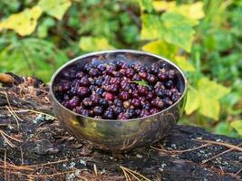 Schüssel von wild schwarz Johannisbeere Beeren. Schüssel mit gesammelt wild Beeren steht auf ein Stumpf im das Wald. Geschenke von Natur, schwarz Johannisbeeren im ein Silber Schüssel. foto