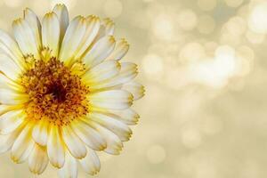 schön Ringelblume Blume auf Gelb verschwommen Hintergrund. festlich Blumen Konzept. Blumen- Karte mit Blumen, Kopieren Raum foto