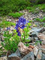 Blau Berg Blumen wachsen unter das Steine. Aquilegia Glandulosa, Drüsen- Einzugsgebiet Blumen. Blumen von das altai Berge. foto