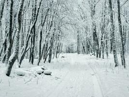 Wald Winter Schnee Straße. Schneefall im das Wald. foto