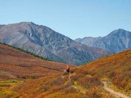 Herbst Wanderung. Solo Wandern im das malerisch Herbst Berge. schwer steigen im das Berge mit ein Rucksack. Reise Lebensstil, Wandern schwer Schiene, Abenteuer Konzept im Herbst Urlaub. foto