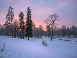 Winter Wald mit Sonnenaufgang. lila und Magenta Untertöne. foto