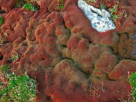 Schwamm, das porös Textur von ein natürlich Parasit Pilz. Grün und rot Pilz Makro. rot Berg Pilz Textur. foto