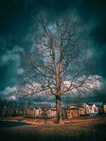 ein groß Baum auf das Hügel Gegenteil das Hütte Dorf. foto