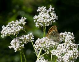 Orange Schmetterling Feld Mutter von Perle sitzt auf ein Weiß Blume foto