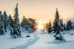 Gehen Pfad durch das Winter Wald. Landschaft mit Winter Polar- Wald und hell Sonnenstrahlen. Sonnenaufgang, Sonnenuntergang im schön schneebedeckt Wald. Gasse im das Winter Wald beim Dämmerung. foto