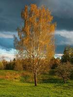 hell groß golden Birke ist beleuchtet durch das Abend Sonne im Herbst wachsend auf ein Grün Rasen. Vertikale Sicht. foto
