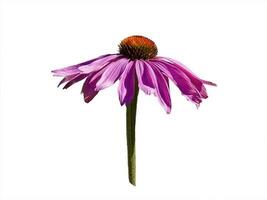 Echinacea Purpurea Blume Kopf isoliert auf Weiß foto