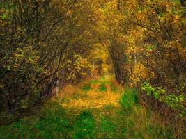 Herbst Wald Straße unter das Bogen von Bäume Schließen das Himmel. Pfad in das Tiefe von das Wald, das Blendung von das Sonne auf das Herbst Laub. foto