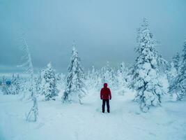 einsam Reisender im ein fabelhaft Winter Wald. stark Nord Wetter, Arm Sichtweite. Polar- Expedition. schneebedeckt Steigung im ein nebelig Frost Leichentuch. foto