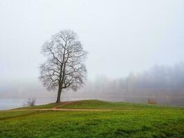 Frühling Nebel, ein einsam groß Baum auf ein Grün Rasen im das Morgen Nebel. Frühling natürlich Hintergrund mit ein neblig Park und ein groß Baum. foto