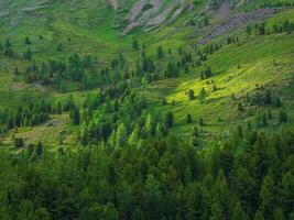 Licht auf Berghang. wunderbar szenisch Landschaft zu schön Grün Berge mit Bäume im sonnig Tag. lebendig Sommer- Landschaft mit Wald Hügel im Sonnenlicht. malerisch Berge mit Grün. foto