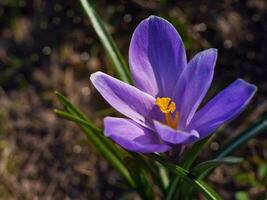 Krokusse im ein sonnig Wiese. hell Frühling Hintergrund. foto