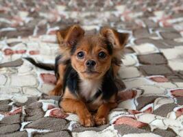 Spielzeug Terrier, schließen hoch. Russisch Spielzeug Terrier Hund auf ein entdeckt Hintergrund foto