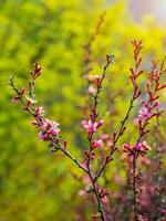 Blühen Ast Frühling natürlich Hintergrund, schließen hoch. vertikal Sicht. foto