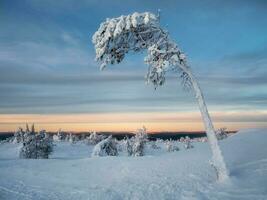 Winter Dämmerung mit ein gefroren schick Baum verputzt mit Schnee. magisch bizarr Silhouetten von Bäume sind verputzt mit Schnee. Arktis hart Natur. foto