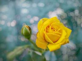 schön Bündel von ein Blühen Gelb Rosen Blumen Über natürlich Grün Hintergrund. Blume Hintergrund mit Kopieren Raum. Sanft Fokus foto