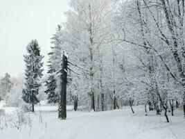 Winter Landschaft mit ein gebrochen Kiefer Baum und Wald Weg. foto