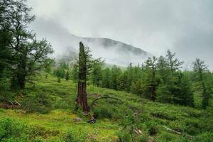 Russisch Fee Erzählungen Wald. nebelig atmosphärisch Grün Wald Landschaft mit gebrochen Zeder Baum im Berge. gestapelt Blitz alt Baum. Jungfrau Flora von Wald. Geheimnis Wald Atmosphäre. foto