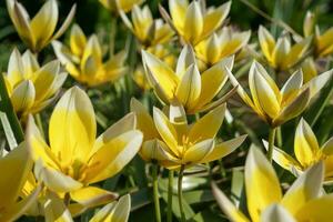 natürlich Blumen- Hintergrund foto