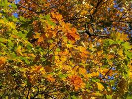 hell Ast von Herbst Ahorn auf ein sonnig Tag foto