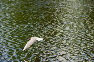 Möwe fliegend Über das Wasser ist ein minimalistisch natürlich Hintergrund. foto