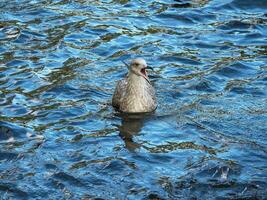 See Möwe Geschrei auf das Wellen foto