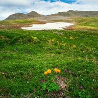 hart alpin Natur, Grün Wiese mit Blühen Orange Relikt Blumen. trollblume im Frühling Globusblume im Vorderseite von das Weiß Gletscher. Grün alpin Plateau. foto