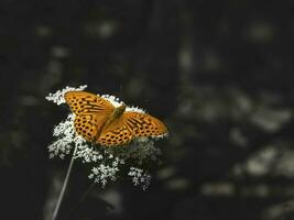 ein hell Orange groß Mutter von Perle Schmetterling Sitzung auf ein Weiß Blume gegen verschwommen dunkel Gras foto