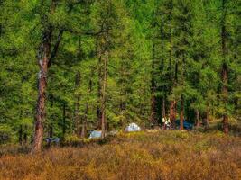 Expedition Lager im das Herbst Taiga. Camping im das Berg Herbst Landschaft mit bunt Wald. foto