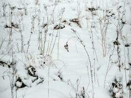 ein klein Stepptanz Vogel Einspeisungen im Winter auf ein schneebedeckt Feld. ein Vogel im das wild. foto